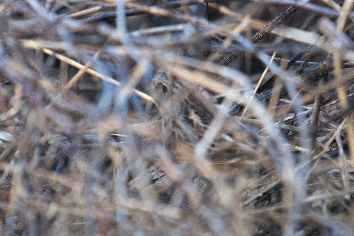 Grasshopper Sparrow - ML637737799