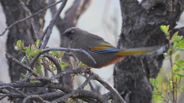 Elliot's Laughingthrush - ML637737800
