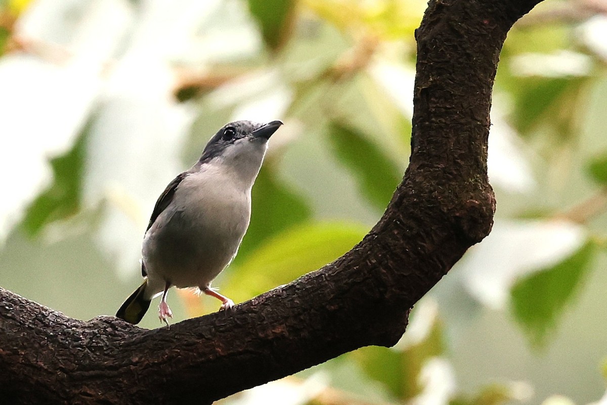 White-browed Shrike-Babbler - ML637737812