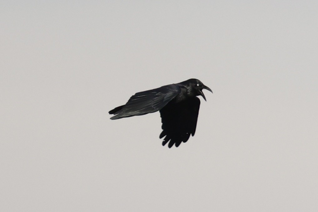 Forest Raven - ML637737863