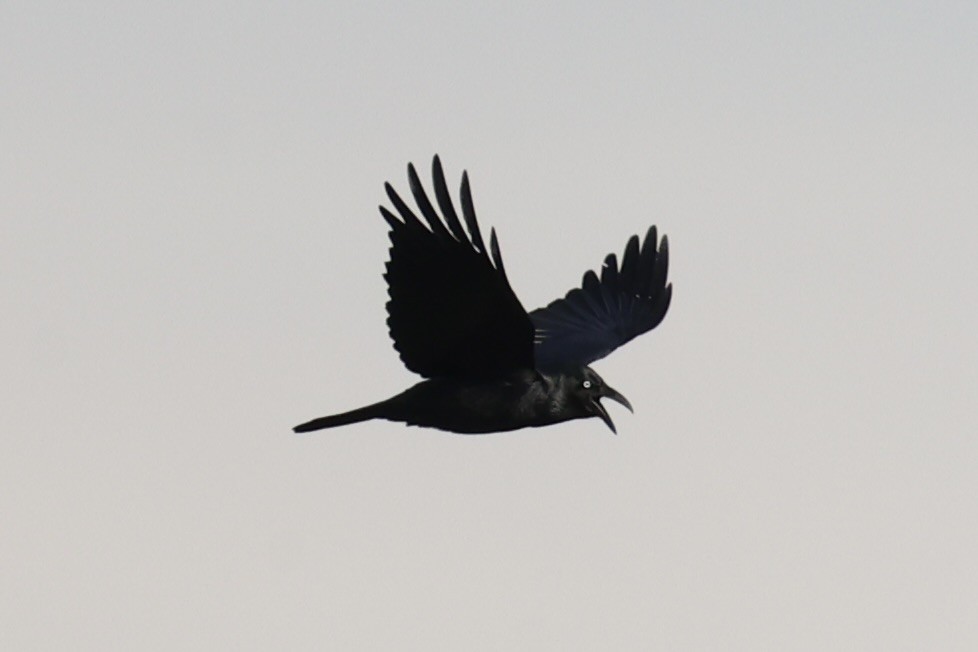 Forest Raven - ML637737864