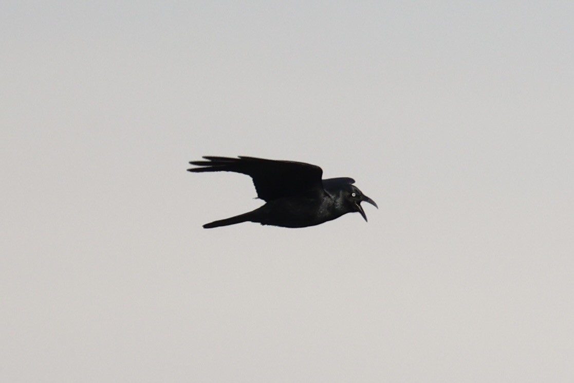Forest Raven - ML637737865