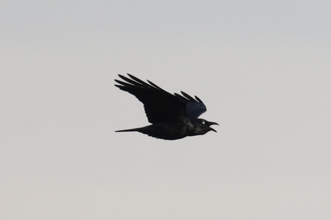 Forest Raven - ML637737867