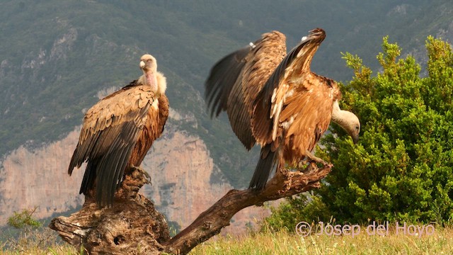 Eurasian Griffon - ML637737881