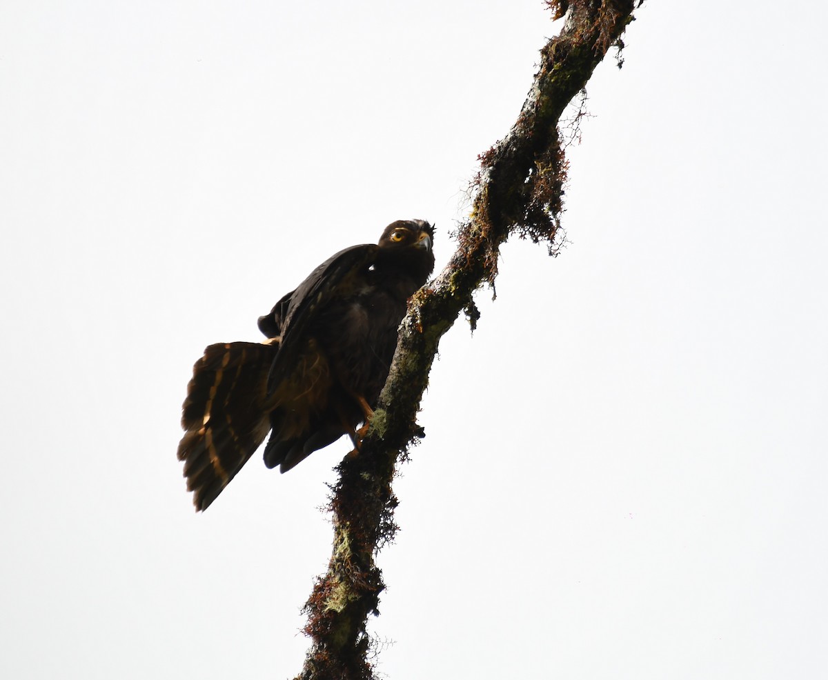 White-rumped Hawk - ML637737882