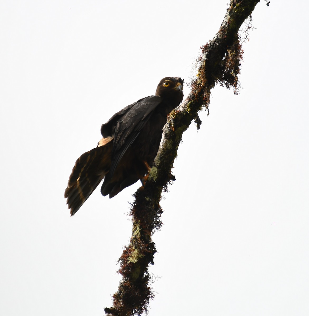 White-rumped Hawk - ML637737883
