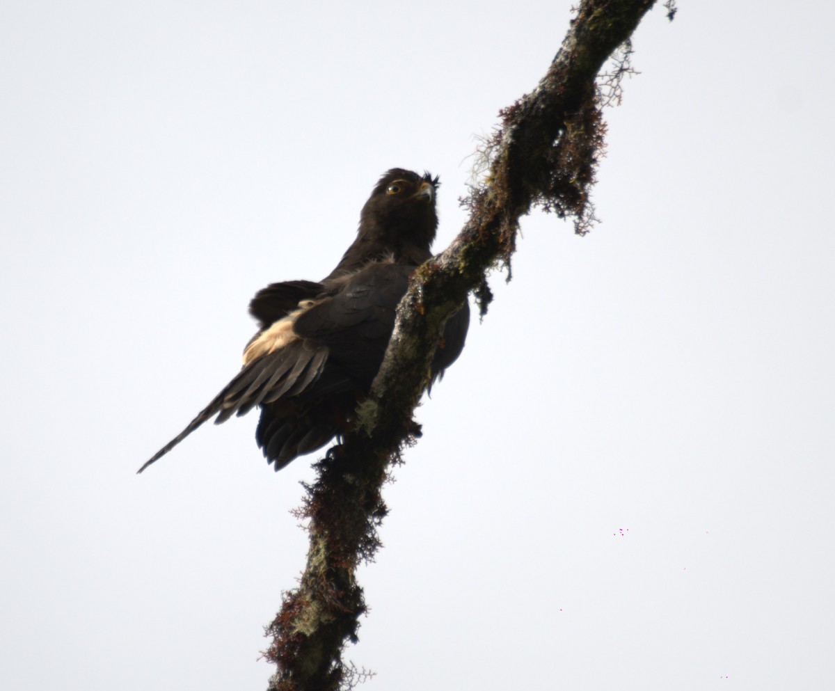White-rumped Hawk - ML637737884