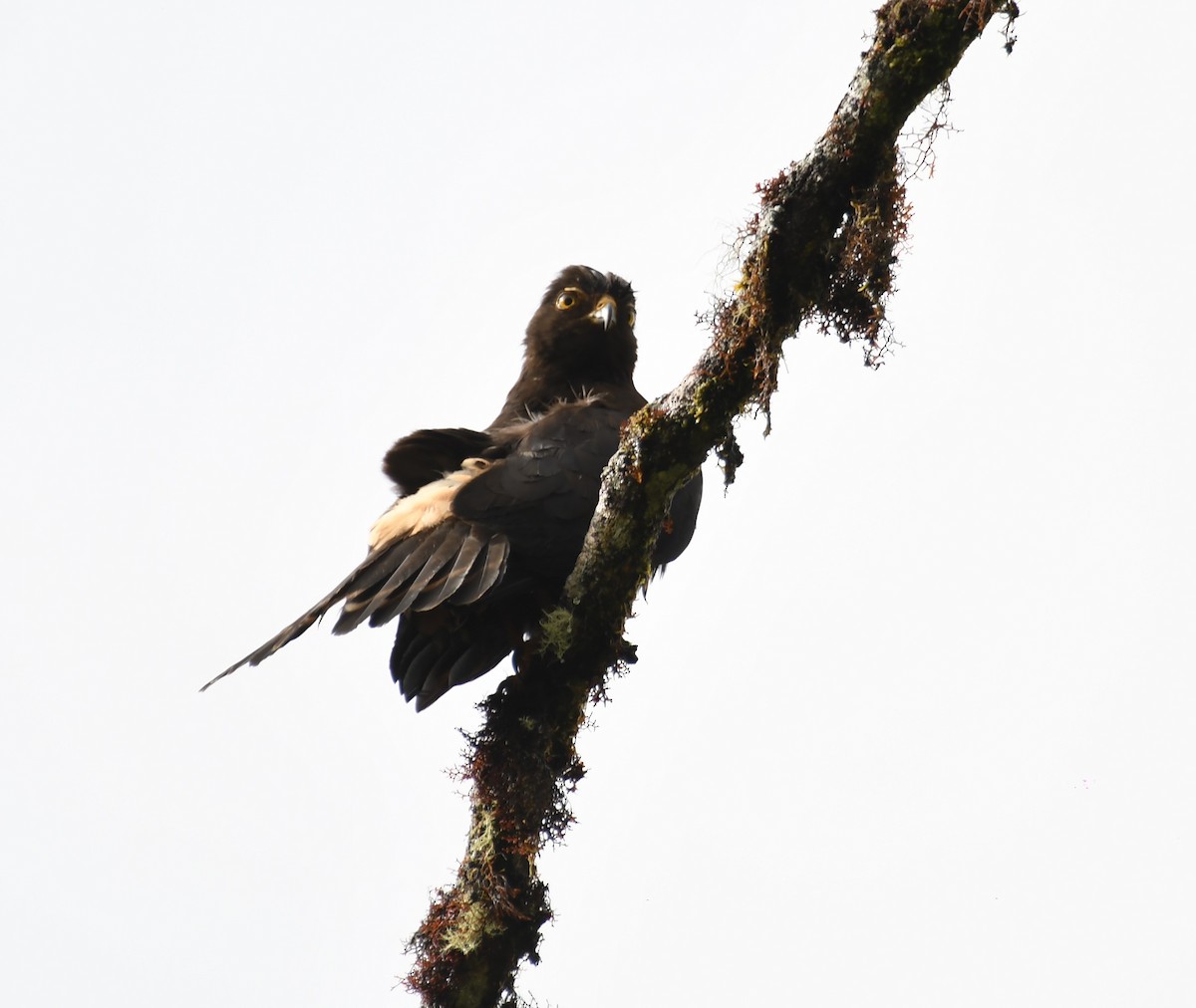 White-rumped Hawk - ML637737893