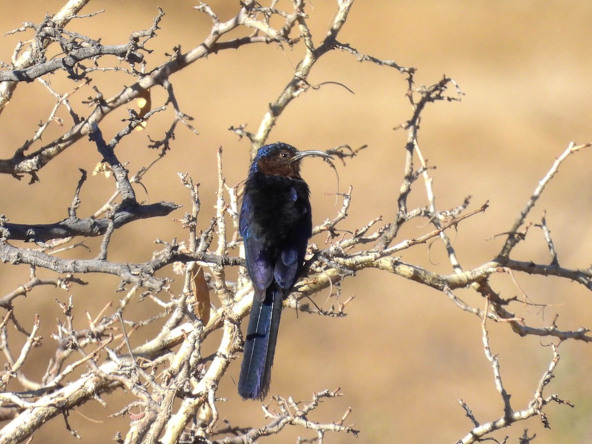 Common Scimitarbill - ML637737928