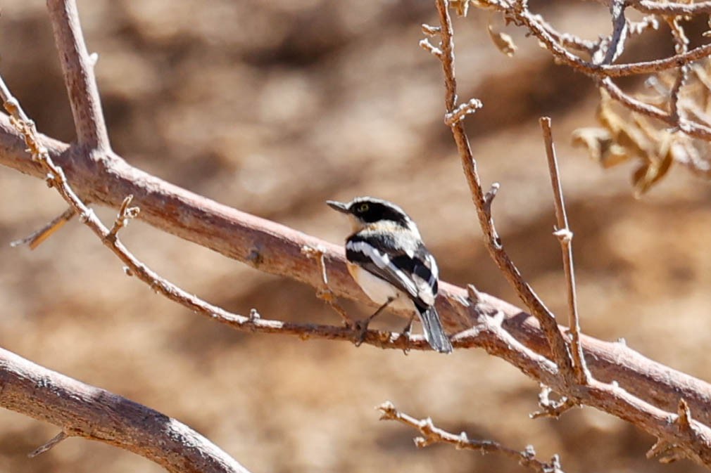 Pririt Batis - ML637737933
