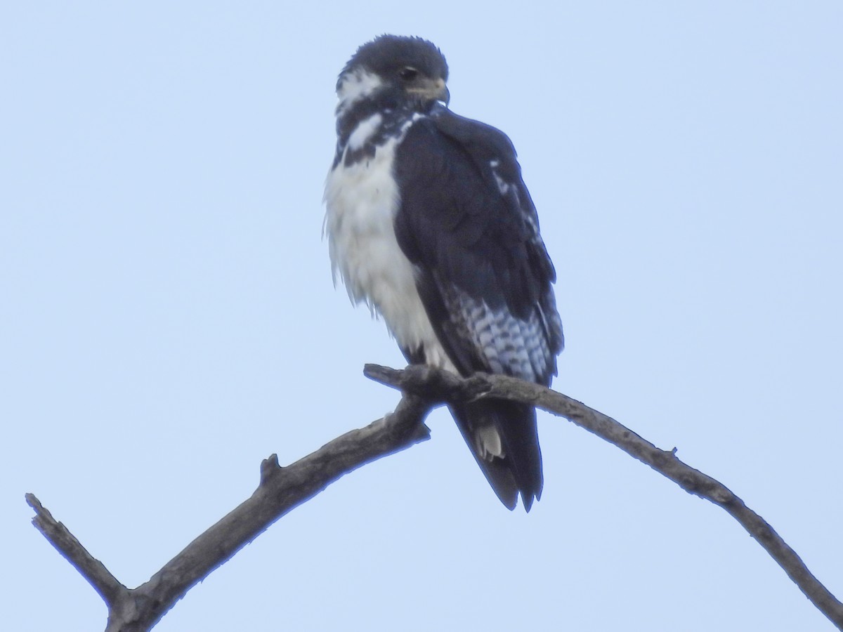 Augur Buzzard - ML637737952