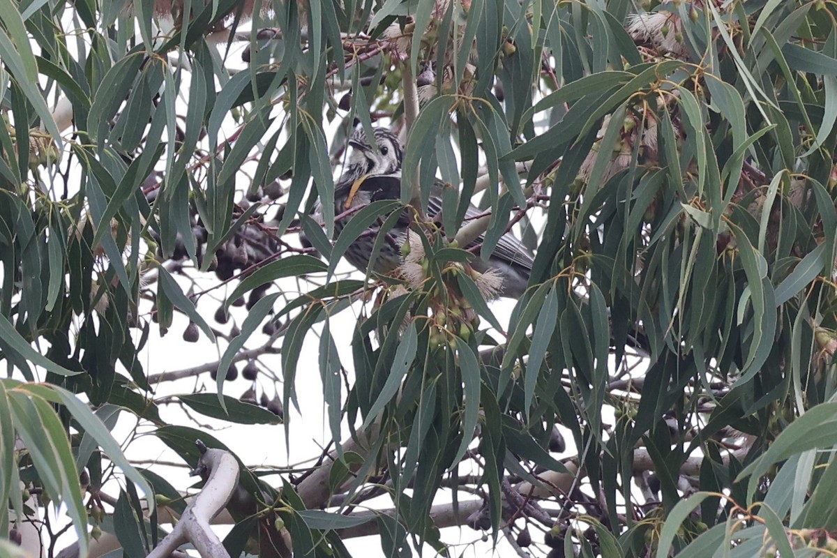 Yellow Wattlebird - ML637737960