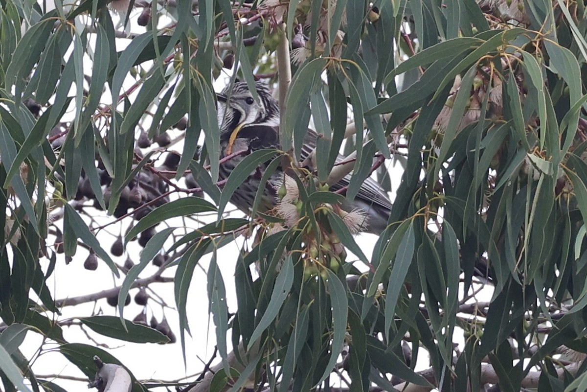 Yellow Wattlebird - ML637737961