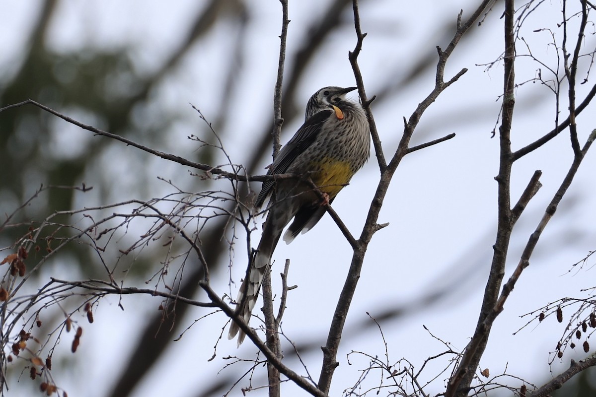 Yellow Wattlebird - ML637737962