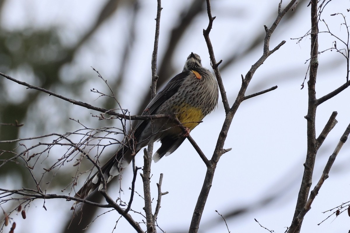 Yellow Wattlebird - ML637737964