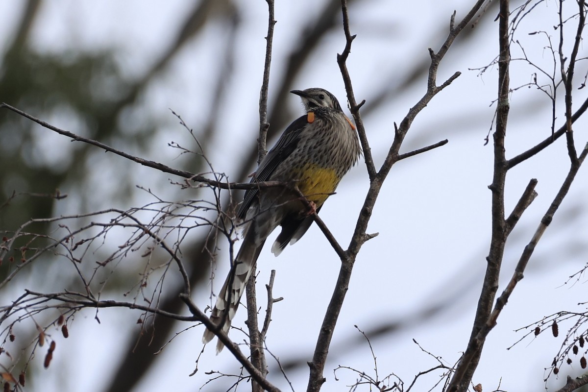 Yellow Wattlebird - ML637737965