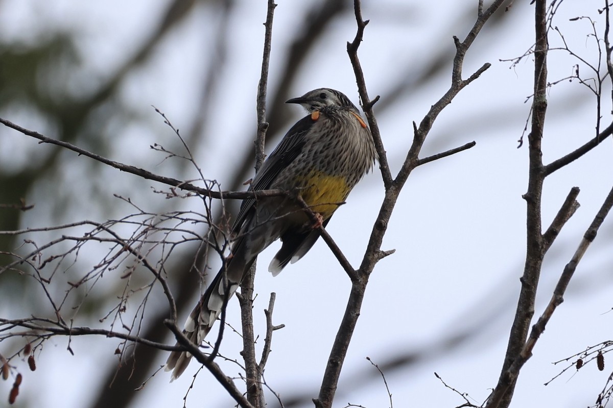Yellow Wattlebird - ML637737966