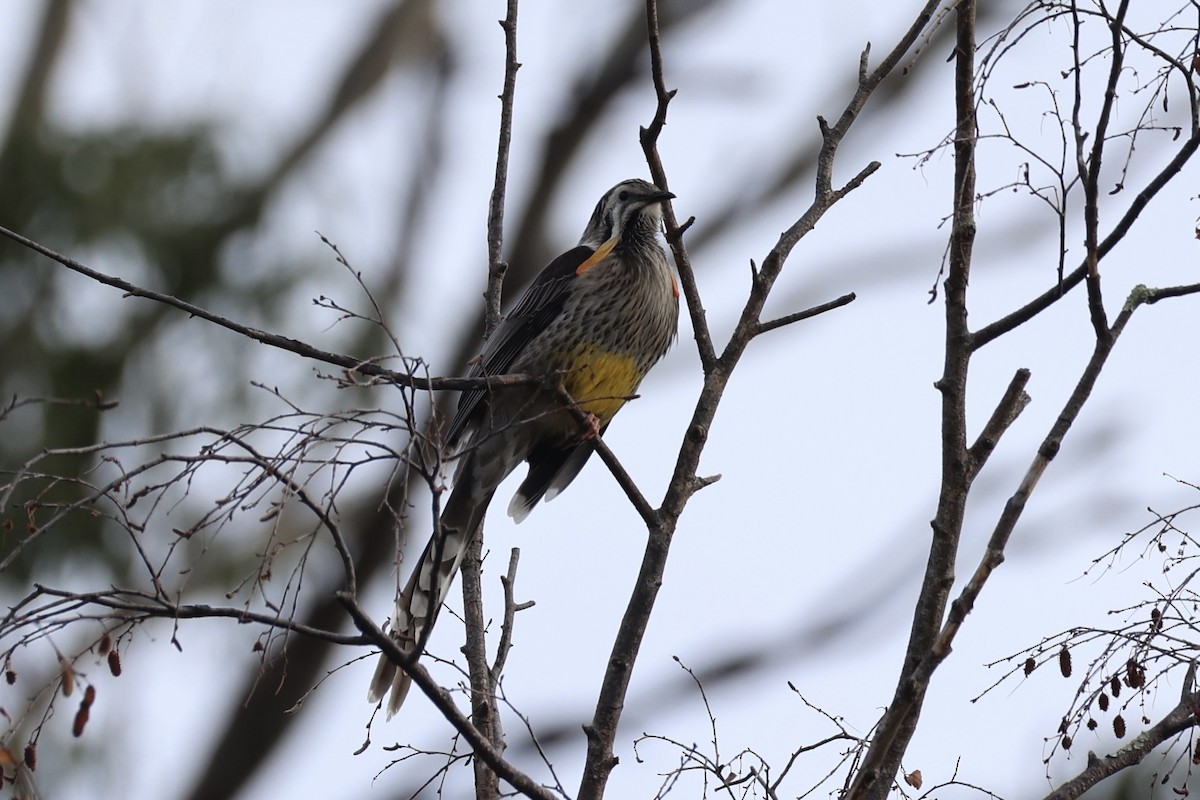 Yellow Wattlebird - ML637737967