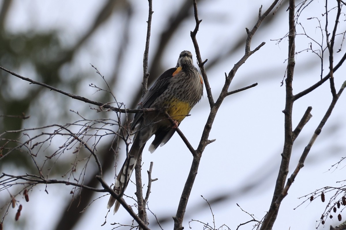 Yellow Wattlebird - ML637737968