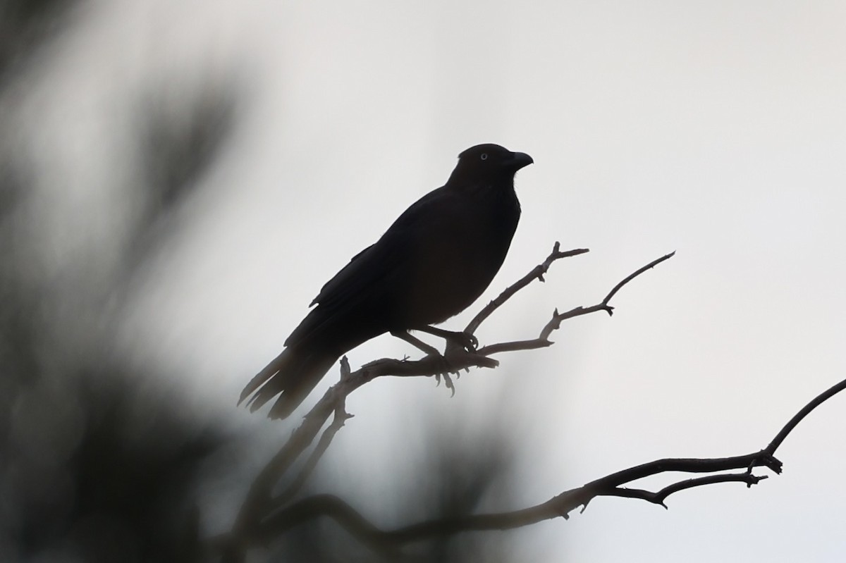 Forest Raven - ML637737973