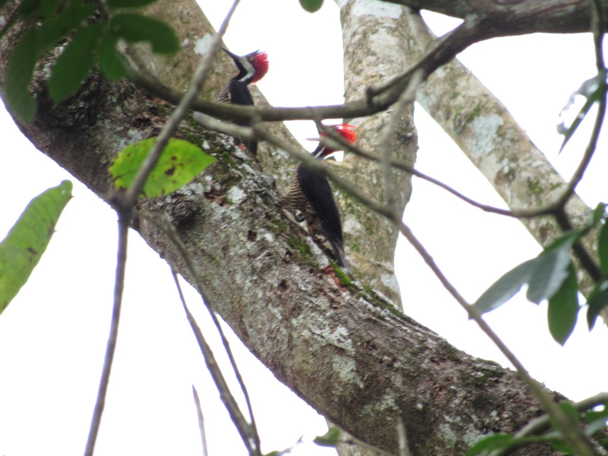 Crimson-crested Woodpecker - ML637737992