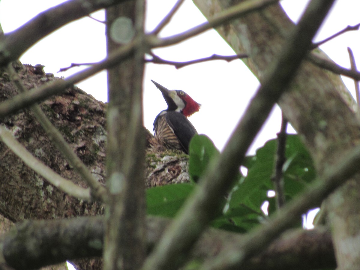Crimson-crested Woodpecker - ML637737993