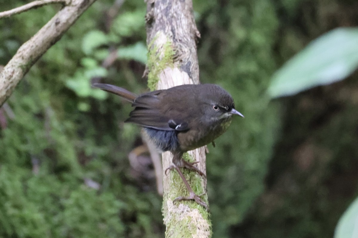Tasmanian Scrubwren - ML637738036