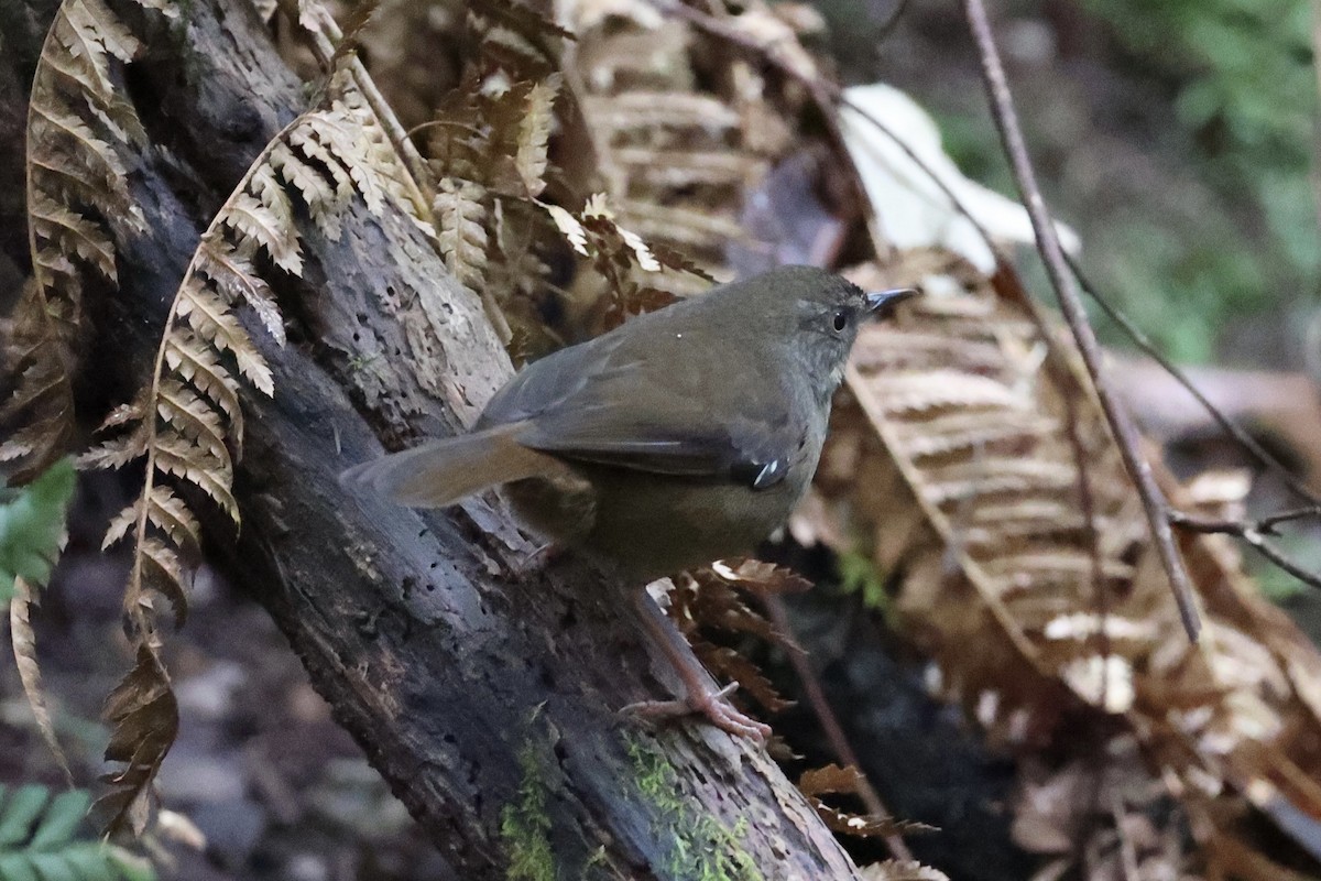 Tasmanian Scrubwren - ML637738037