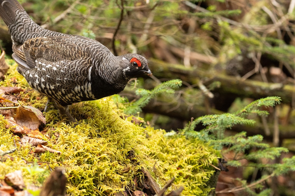 Spruce Grouse - ML637738083