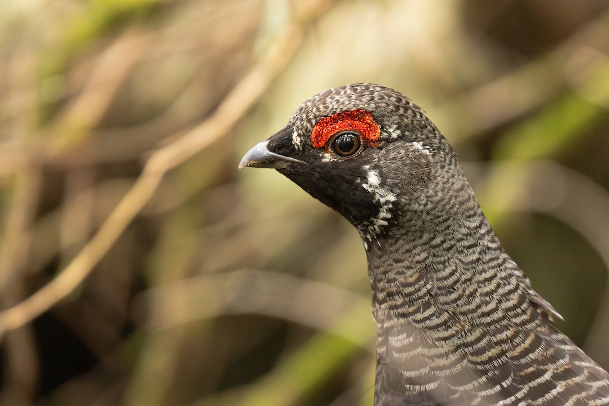 Spruce Grouse - ML637738084