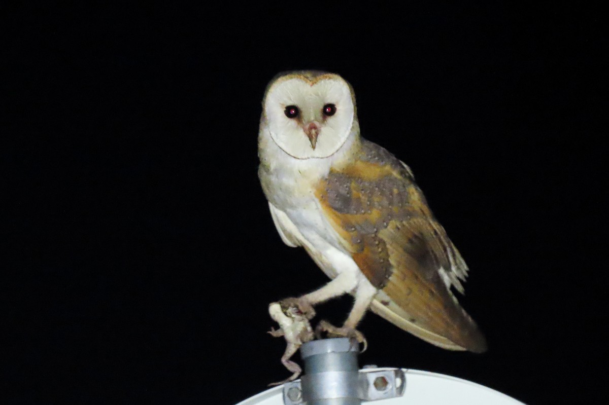 Western Barn Owl - ML637738117