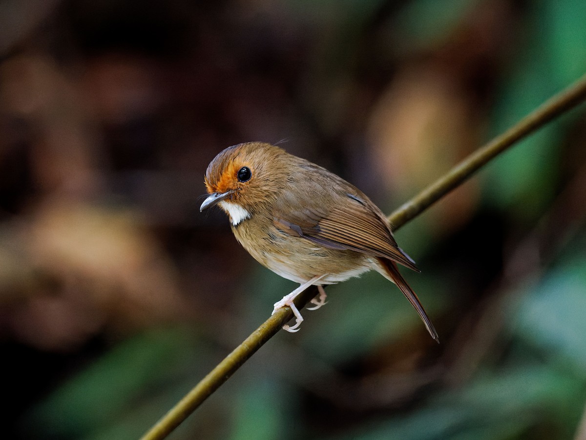 Rufous-browed Flycatcher - ML637738119