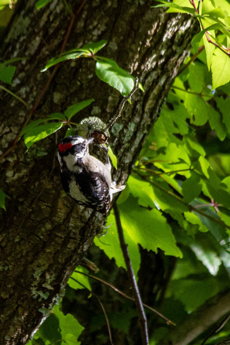 Downy Woodpecker - ML637738164