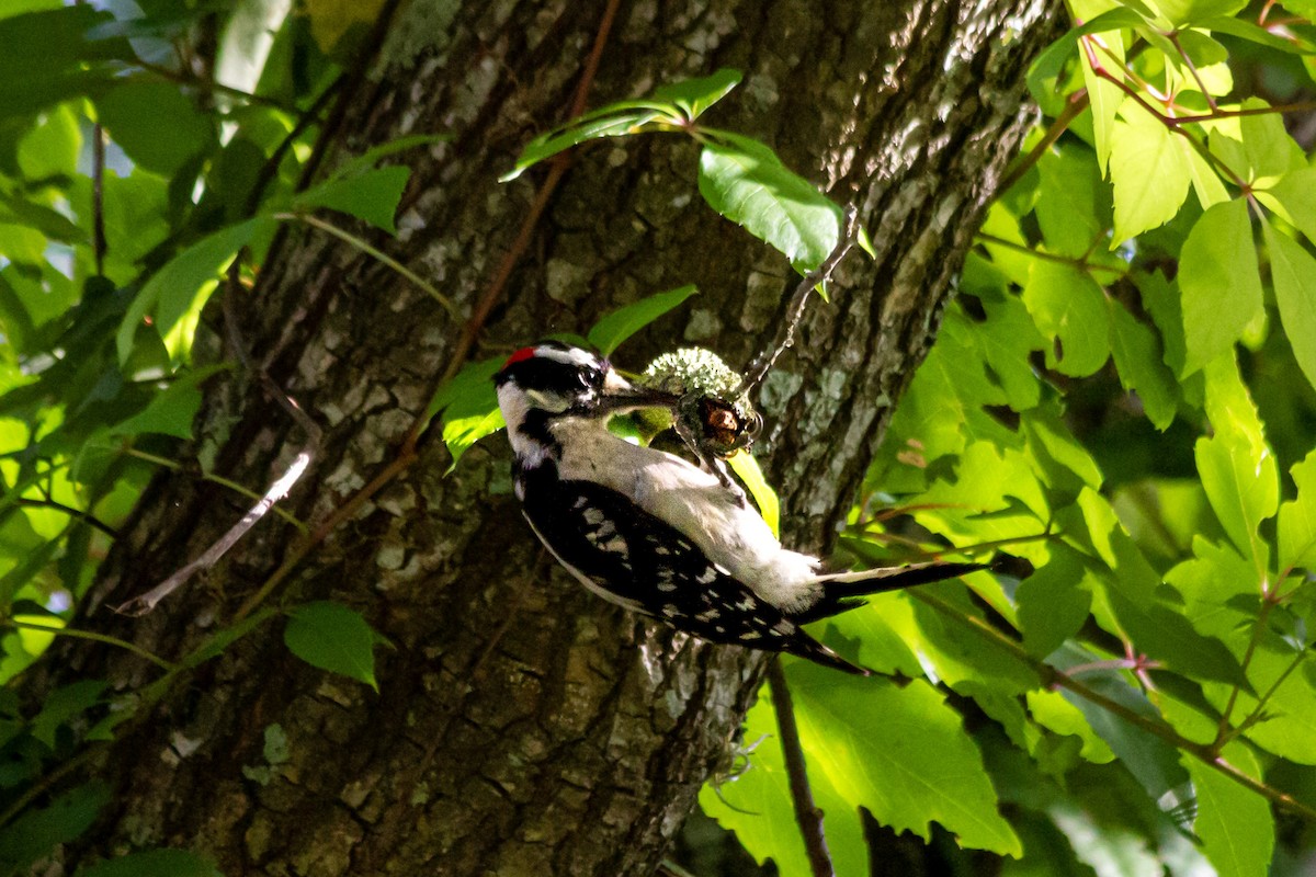 Downy Woodpecker - ML637738165
