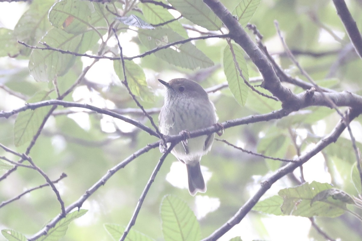 Tasmanian Thornbill - ML637738188
