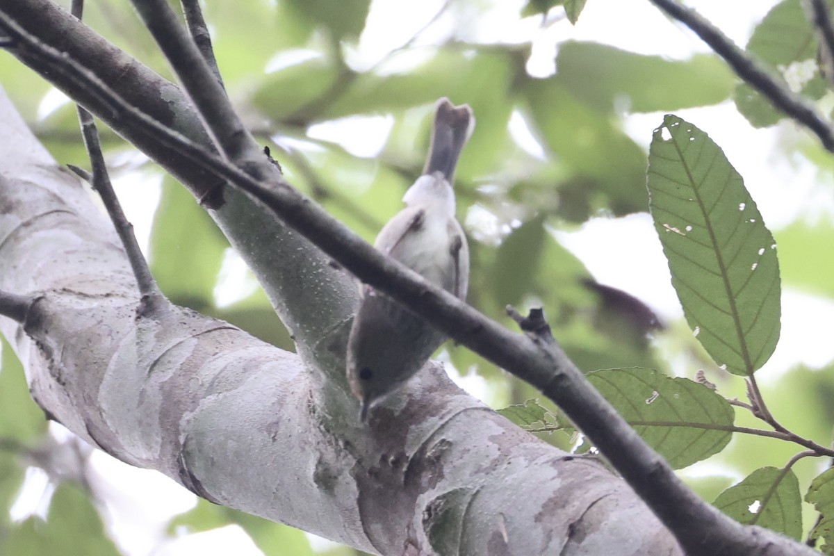 Tasmanian Thornbill - ML637738190