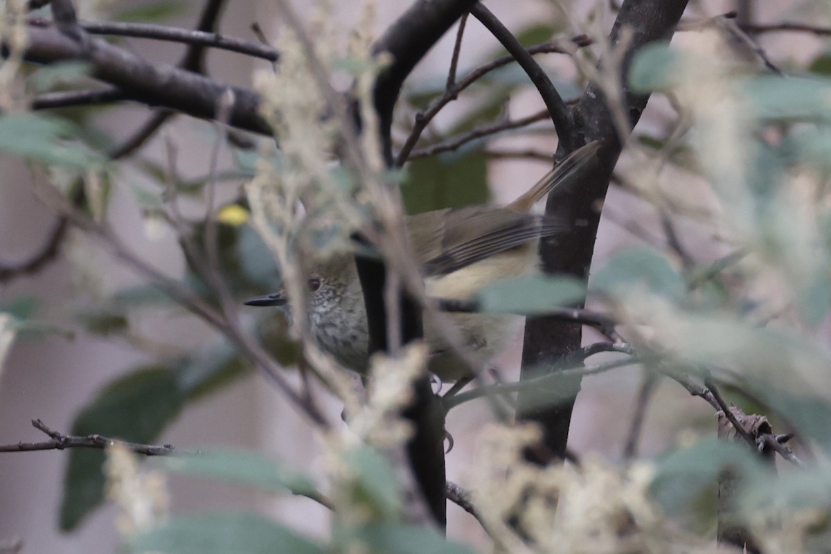Tasmanian Thornbill - ML637738191