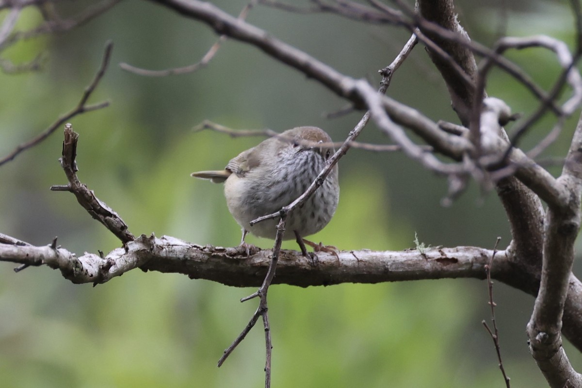 Tasmanian Thornbill - ML637738193