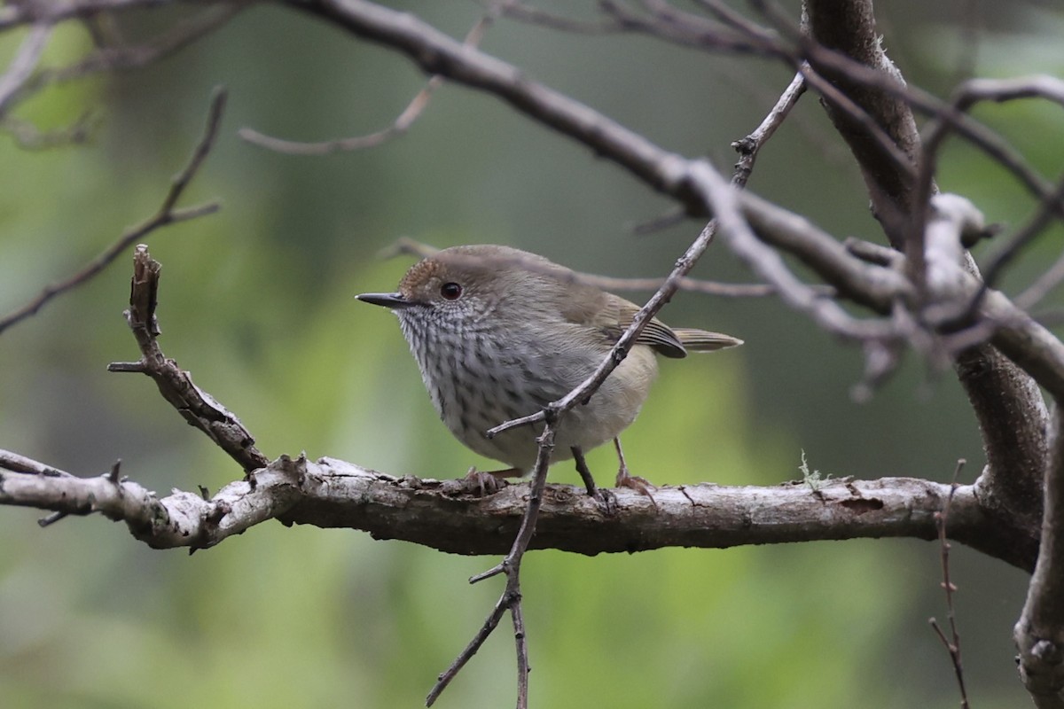 Tasmanian Thornbill - ML637738194