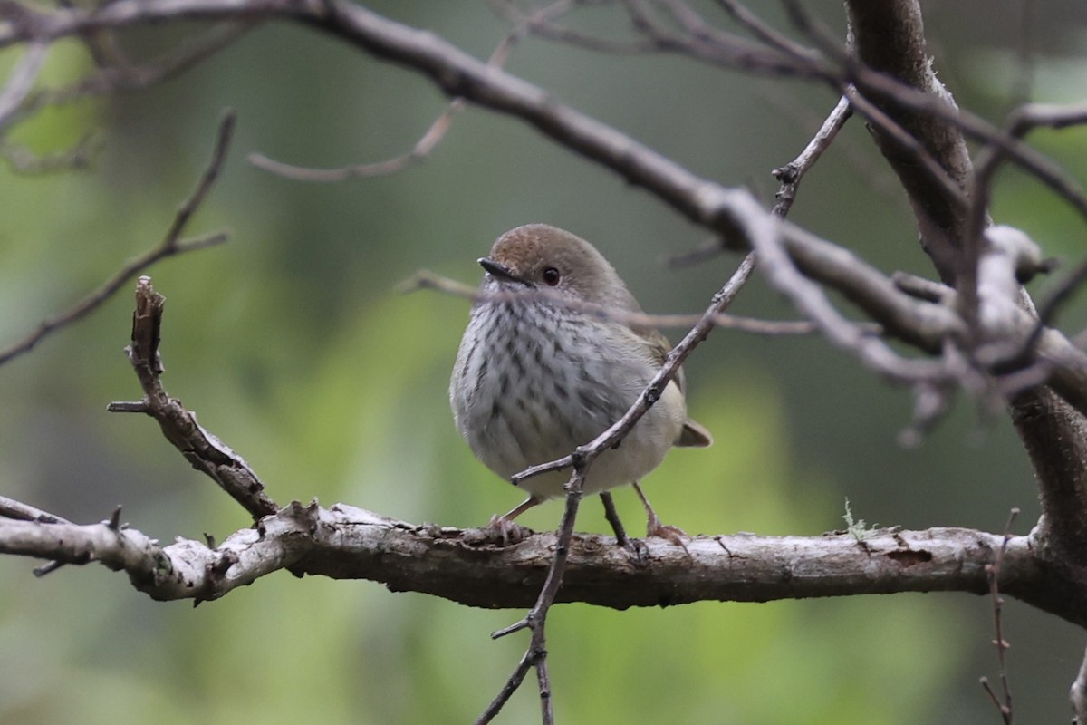 Tasmanian Thornbill - ML637738196