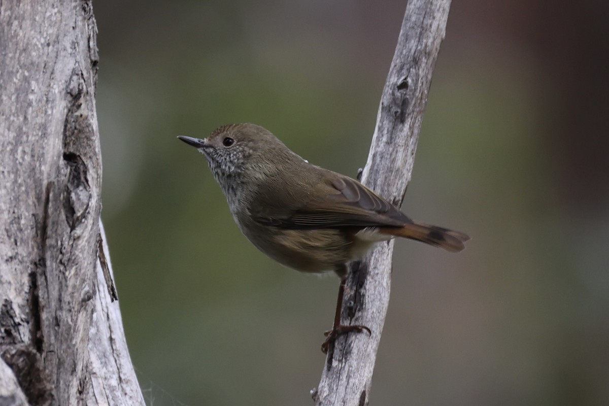 Tasmanian Thornbill - ML637738197