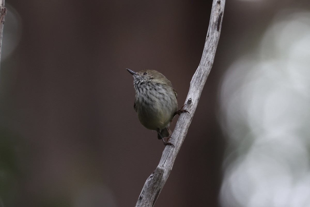 Tasmanian Thornbill - ML637738198