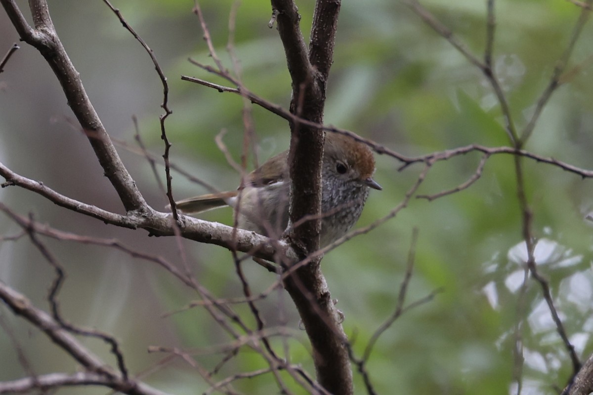 Tasmanian Thornbill - ML637738199