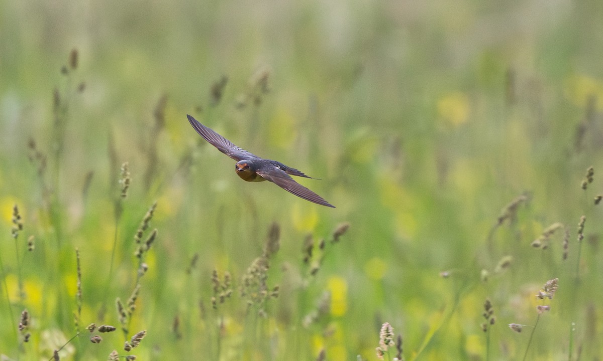 vlaštovka obecná (ssp. erythrogaster) - ML637738214