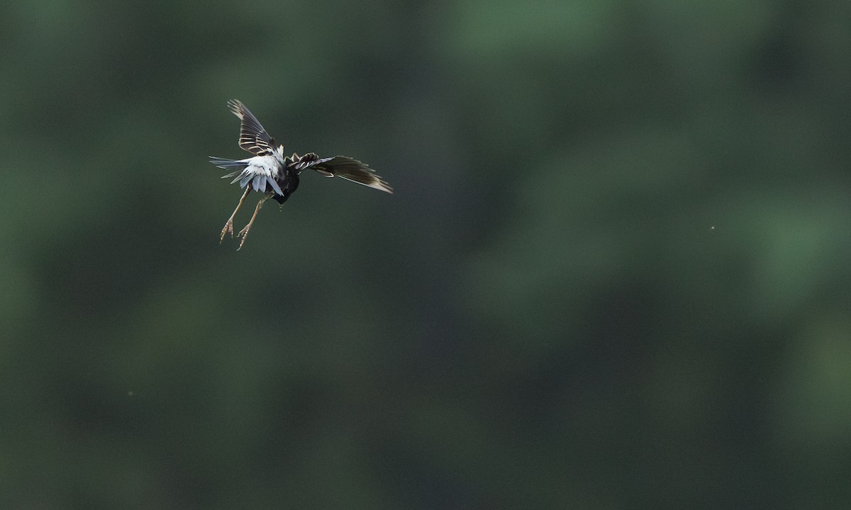 bobolink americký - ML637738217