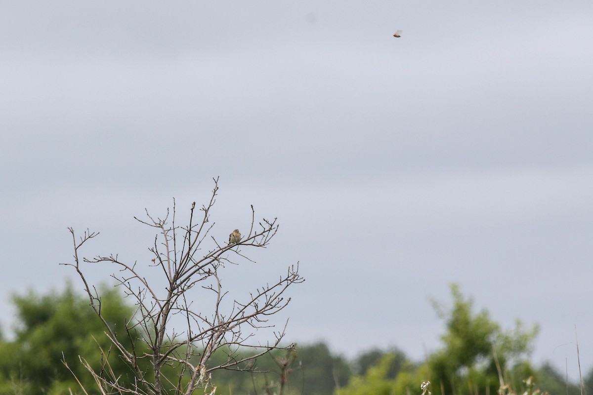 Grasshopper Sparrow - ML637738218