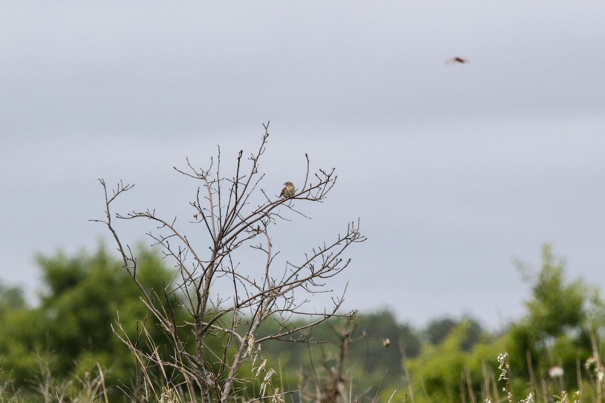 Grasshopper Sparrow - ML637738219