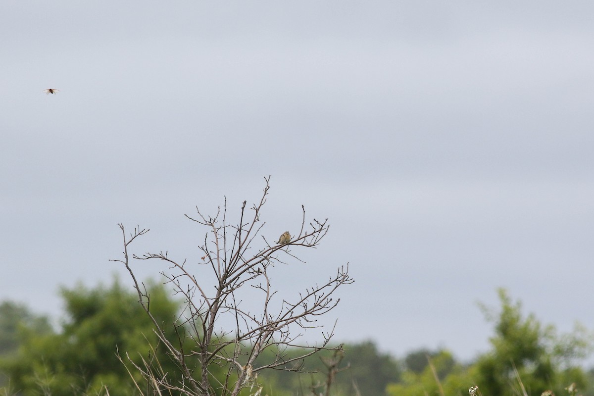 Grasshopper Sparrow - ML637738220