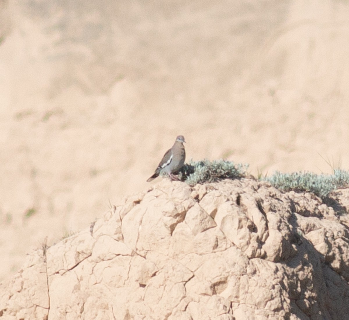 White-winged Dove - ML637738254
