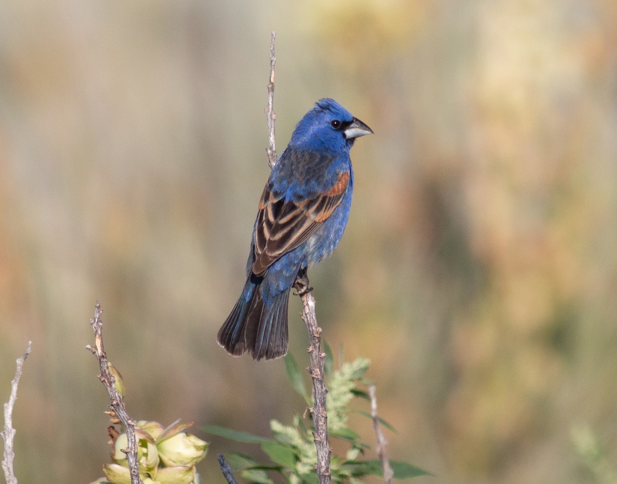 Blue Grosbeak - ML637738265